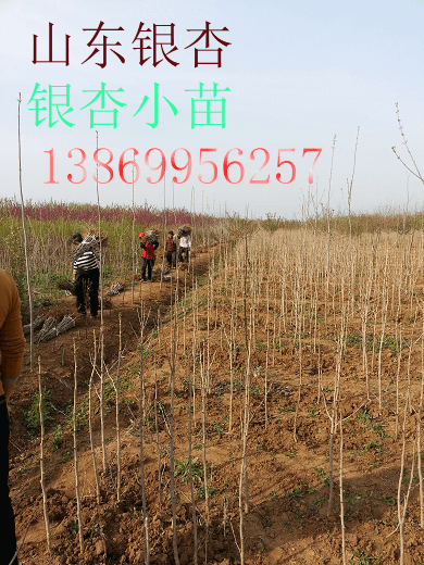 1-2公分银杏小苗一亩地能种植多少棵？(图1)