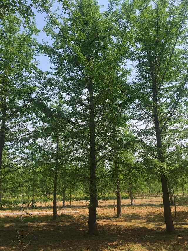 25公分山东银杏树(图1)
